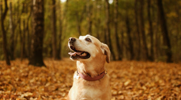 Prévention des tiques chez le chien à l'automne : protéger votre compagnon canin