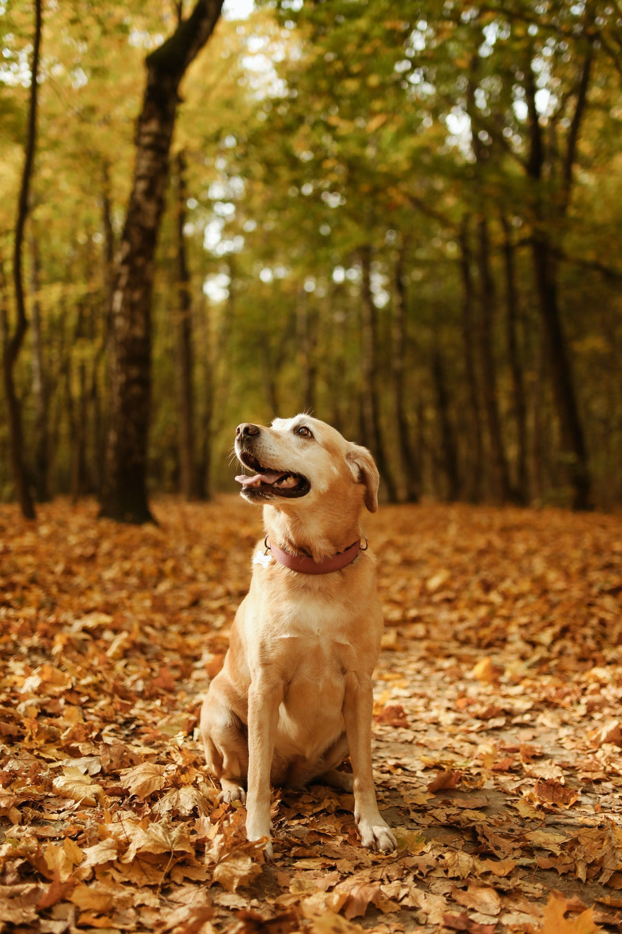 Prévention des tiques chez le chien à l'automne : protéger votre compagnon canin