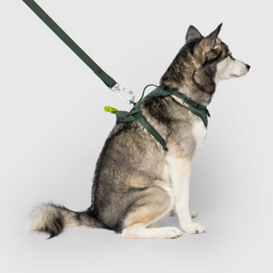 CAN POOCH EVERY HARNESS W/DISP GRN XL