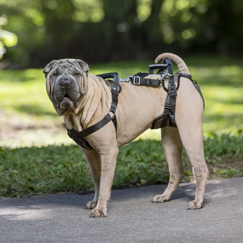 Mobility harness dog 2025